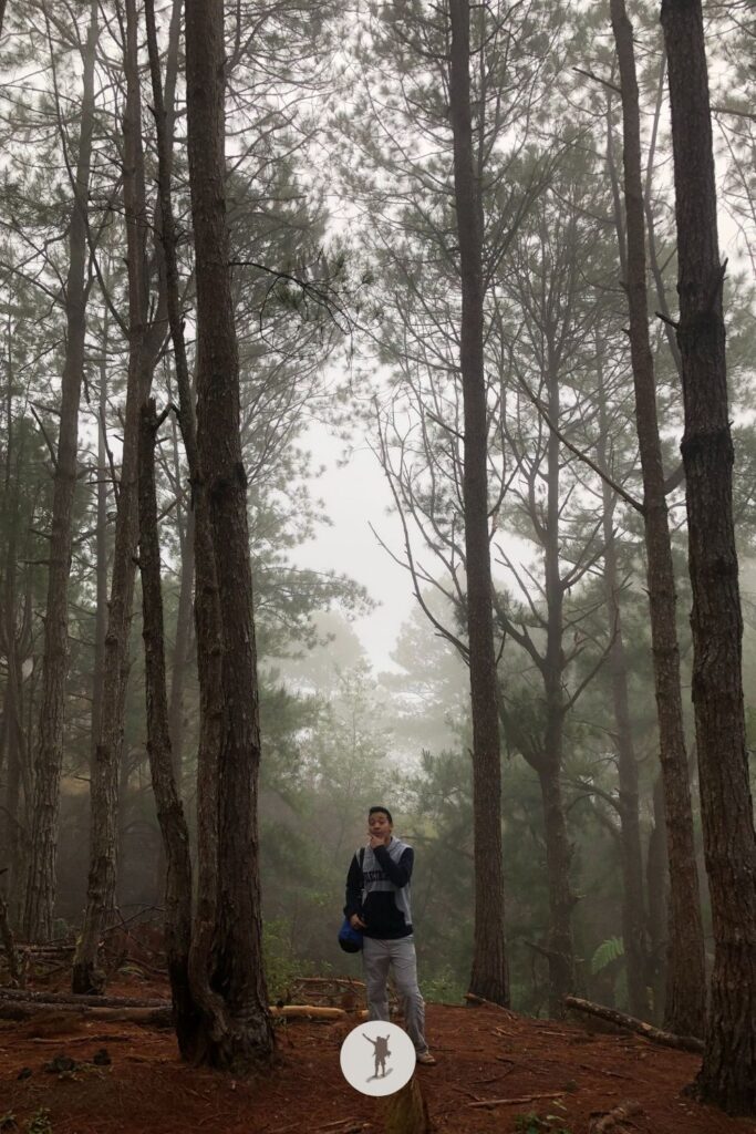 A hidden doorway to Narnia — towering pine trees along the hiking trail to Blue Soil, Philippines