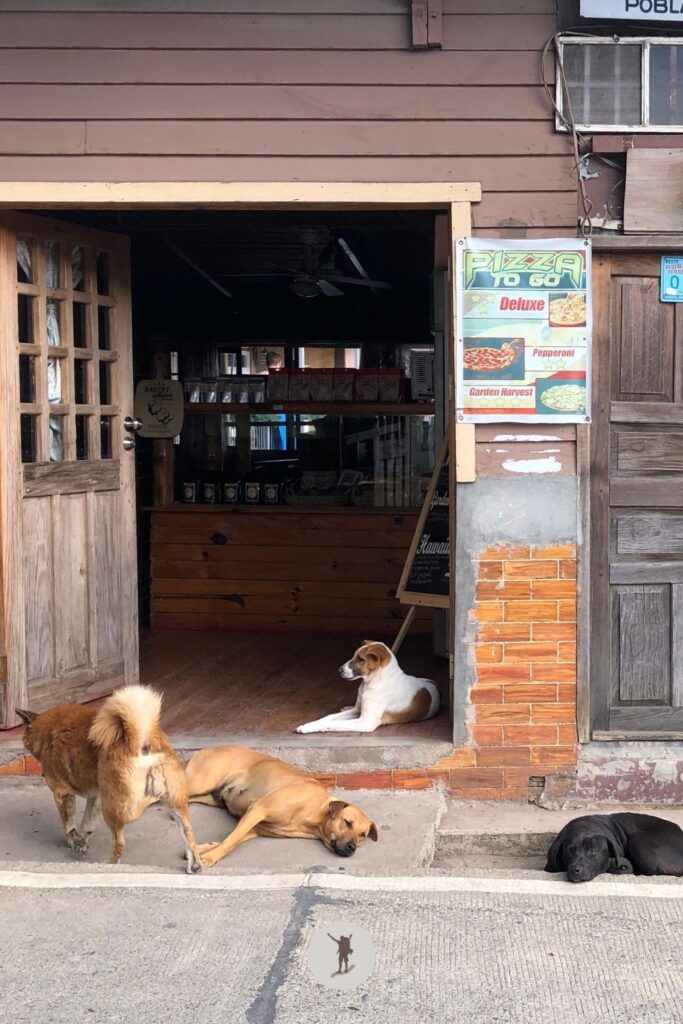 Dogs of Sagada, Philippines