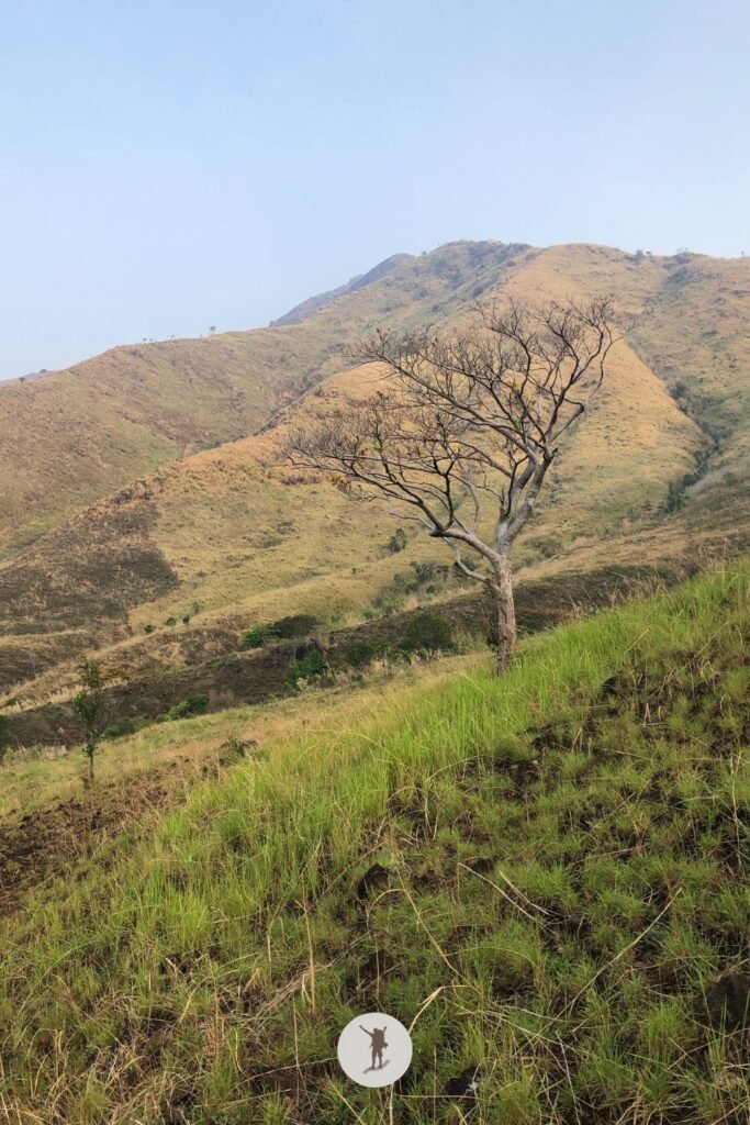 Building a Business-Ready Blog: The Role of Self-Awareness 6 Dried up tree in the mountains