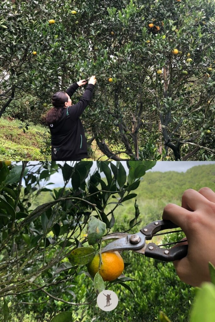 Orange picking in Sagada Orange Farm, Sagada, Philippines