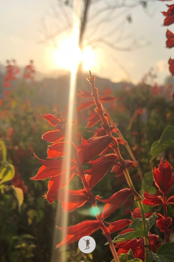 A beautiful flower found in Lake Sa Pa, Vietnam