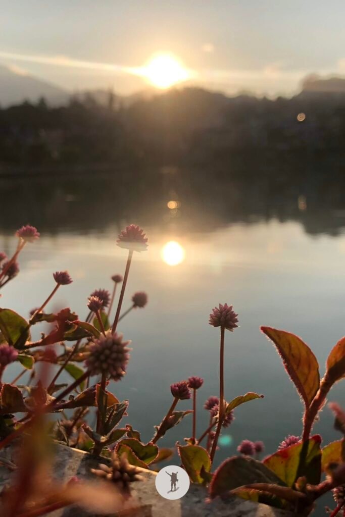 Small flowers and the setting sun’s reflection on the surface of Lake Sa Pa, Vietnam