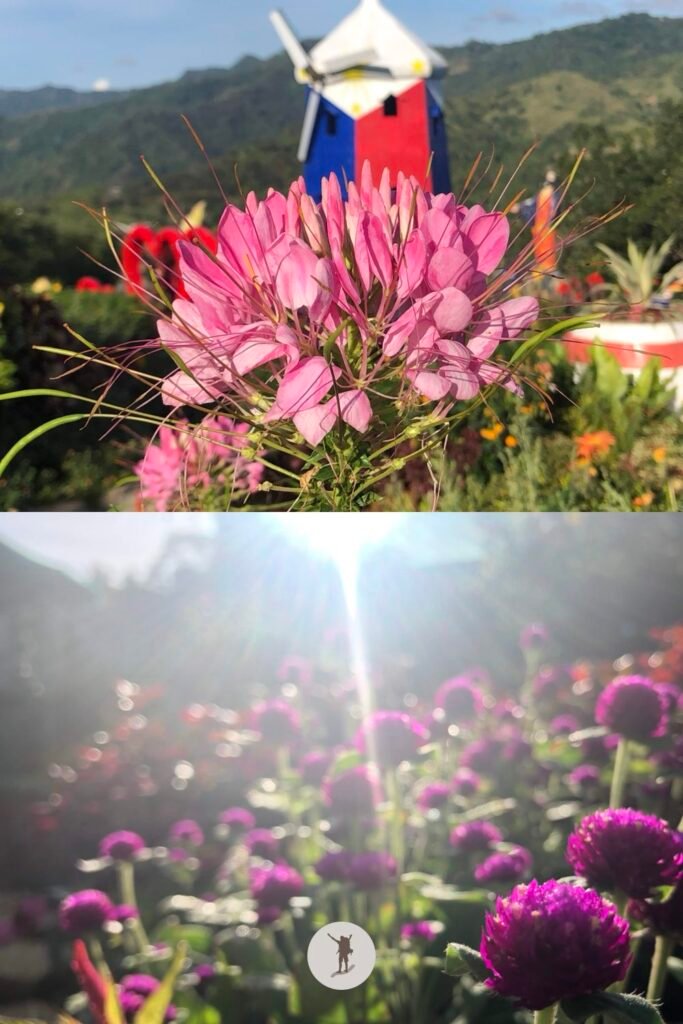 A windmill with the colors of the Philippine flag and more flowers in Sirao Flower Garden, Cebu City, Cebu, Philippines