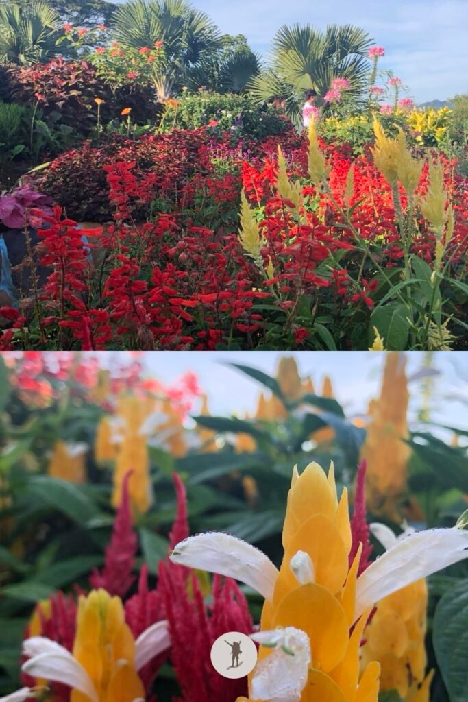 Beauty and blossoms in Sirao Flower Garden, Cebu City, Cebu, Philippines