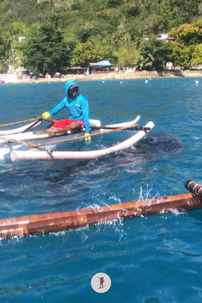 Here’s a photo of the boat in comparison with the head of a whale shark in Oslob, Cebu, Philippines