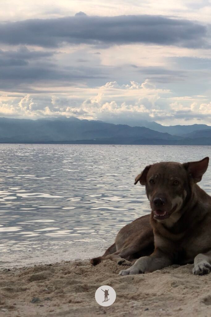 One of the nosy dogs that will join you as you hang on the beach of Moalboal, Cebu, Philippines