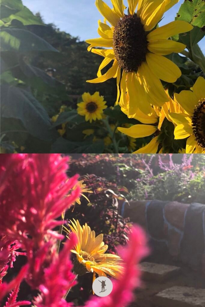 Picture-perfect sunflowers in Sirao Flower Garden, Cebu City, Cebu, Philippines