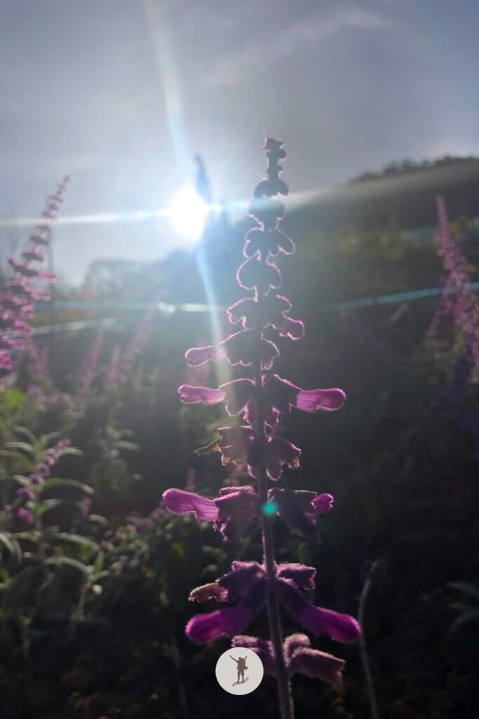 Sunrise view in Sirao Flower Garden, Cebu City, Cebu, Philippines
