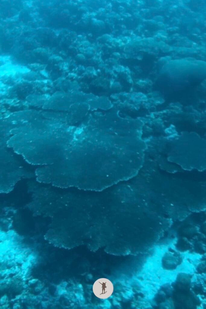 The corals are more beautiful and colorful in person, but here is a sample of what you’ll find in Pescador Island, Moalboal, Cebu, Philippines