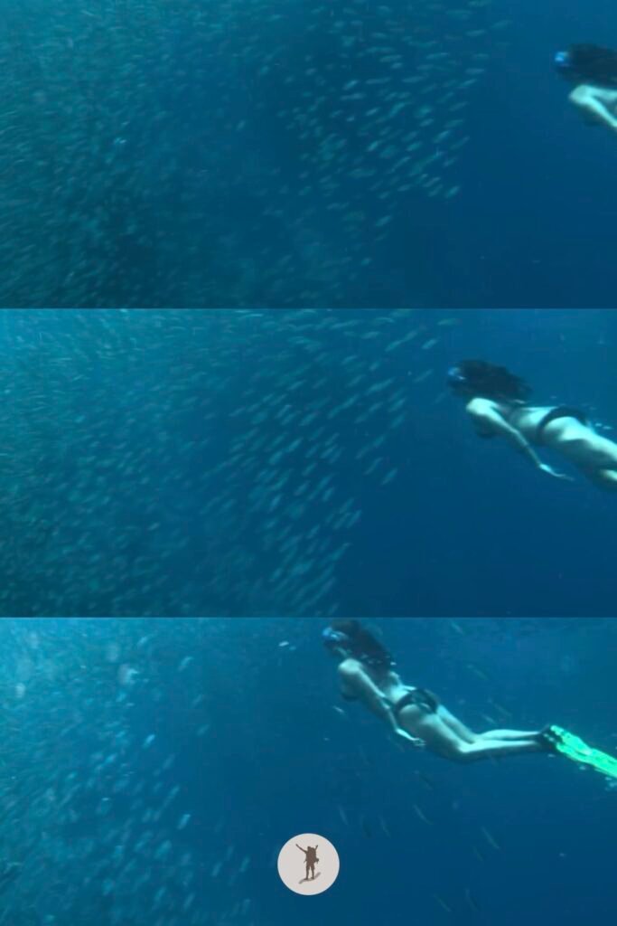 The mesmerizing collective movement of the sardines when something come close, Moalboal, Cebu, Philippines