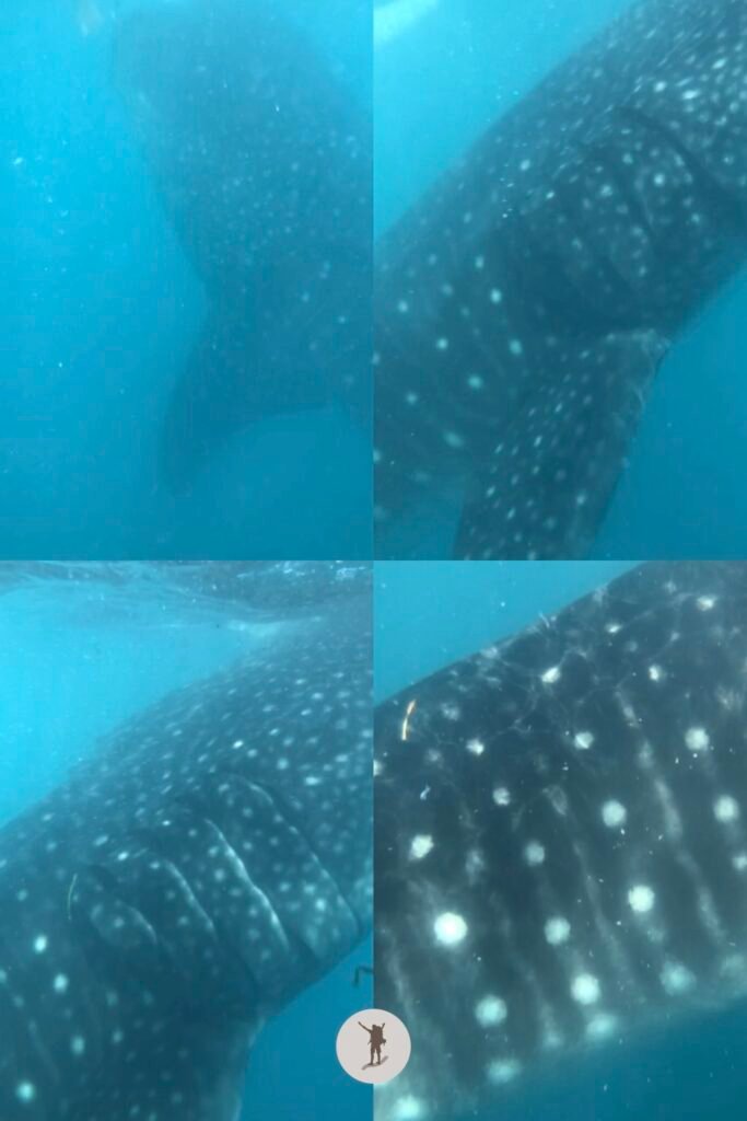 The terrifying yet amazing view as a whale shark came close to me in Oslob, Cebu, Philippines