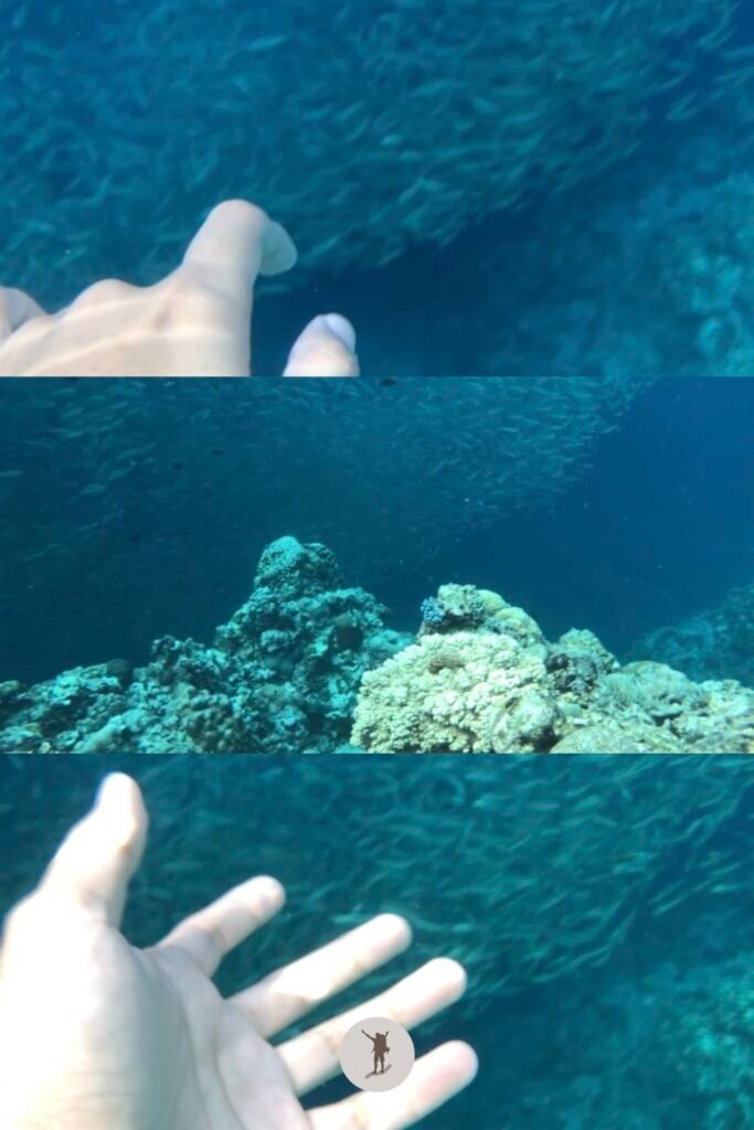 The view of the sardines and corals that will take your breath away even if you’re already underwater in Moalboal, Cebu, Philippines
