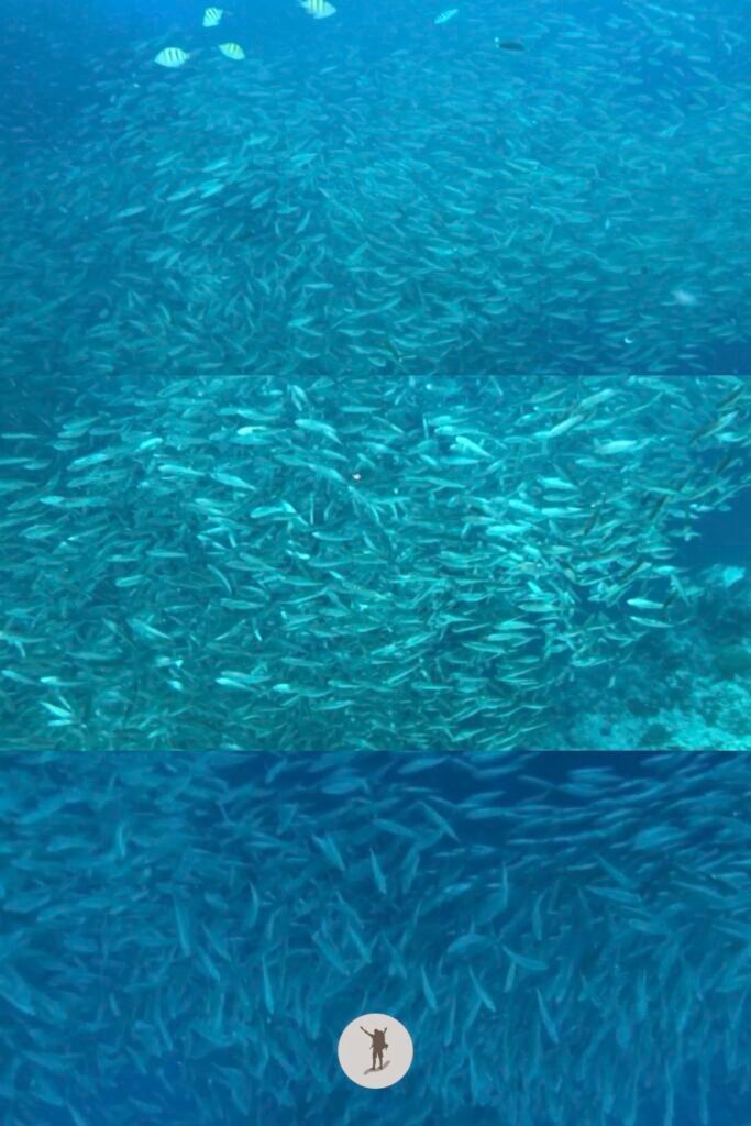 Thousands of sardines we saw during our diving session in Moalboal, Cebu, Philippines