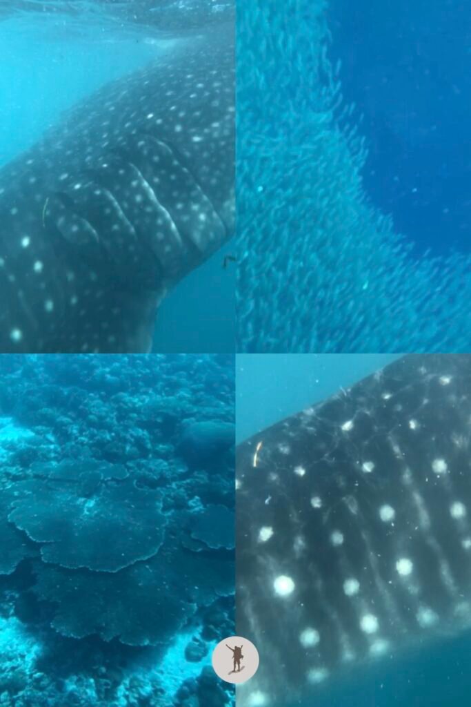 Top left, view of a whale shark’s gills, top right, thousands of sardines in Moalboal, below left, corals in Pescador island, below right, view of the tail of whale shark, Cebu, Philippines