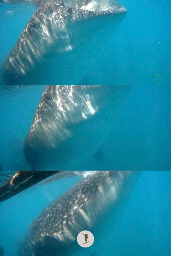 Our Whale Shark Watching Experience in Oslob, Cebu, and Our Tips for First-Time Visitors 2 A whale shark opening its mouth and then swimming away from us during our snorkeling tour in Oslob, Cebu, Philippines