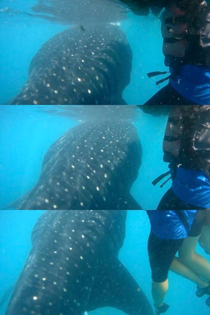 Our Whale Shark Watching Experience in Oslob, Cebu, and Our Tips for First-Time Visitors 26 A whale shark swimming close to us as we snorkel in Oslob, Cebu, Philippines