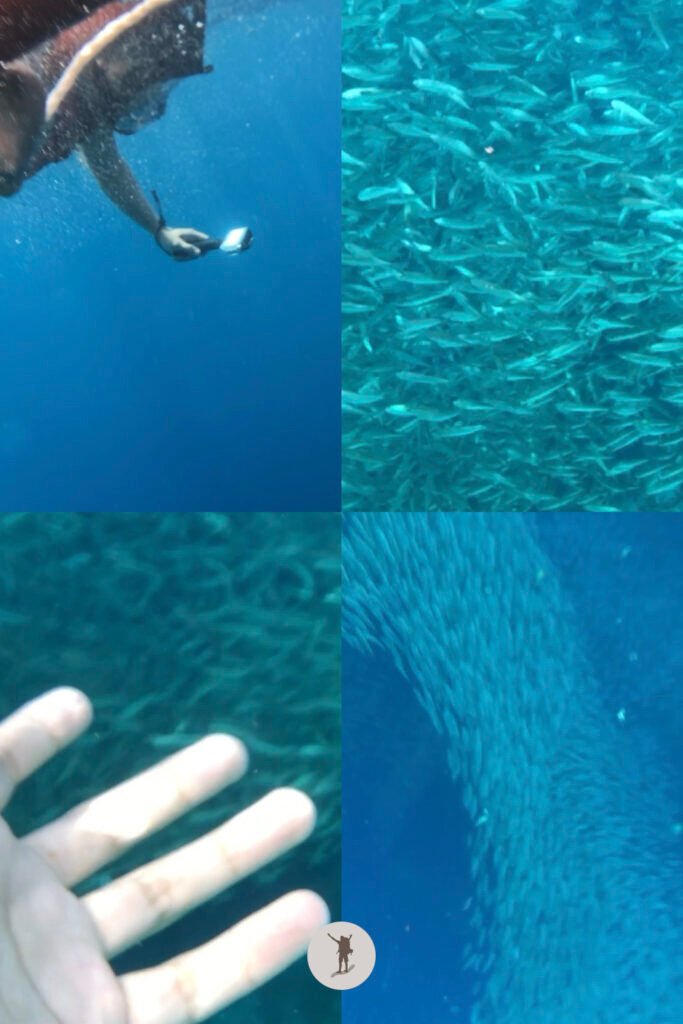 Different views of the sardine run we saw during our snorkeling tour in Moalboal, Cebu, Philippines