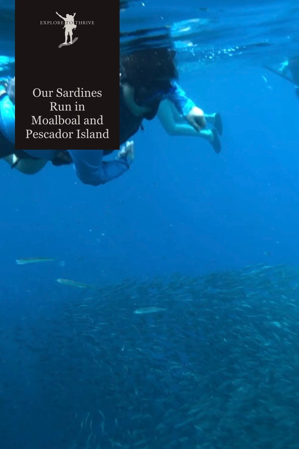 Featured Image — Our Sardine Run in Moalboal and Pescador Island A Once In a Lifetime Experience