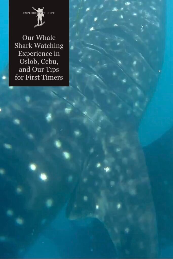 Our Whale Shark Watching Experience in Oslob, Cebu, and Our Tips for First-Time Visitors 4 Featured Image — Our Whale Shark Watching Experience in Oslob, Cebu, and Our Tips for First-Time Visitors