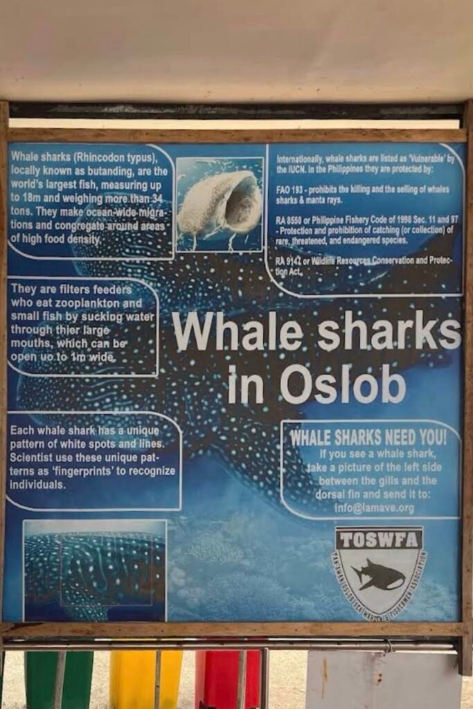 Our Whale Shark Watching Experience in Oslob, Cebu, and Our Tips for First-Time Visitors 13 Fun facts from the poster about the whale sharks in the briefing area in Oslob, Cebu, Philippines