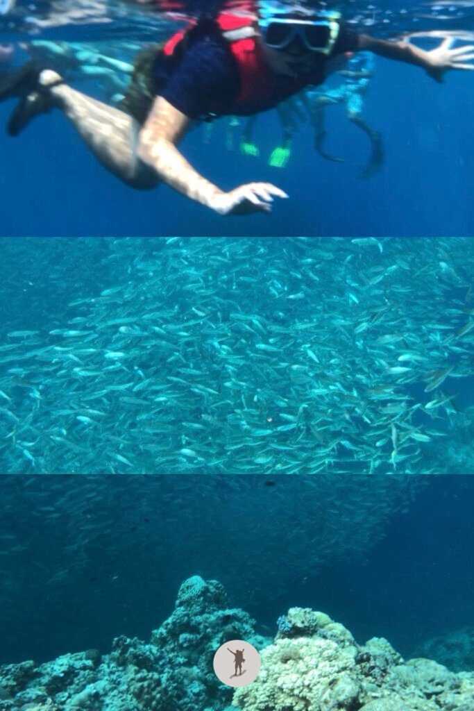 Picture of me and of the shoal of sardines and of the corals I saw during our snorkeling tour in Moalboal, Cebu, Philippines