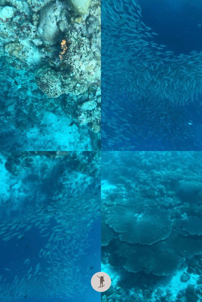 The beautiful corals and the shoals of sardines one can see when snorkeling in Moalboal, Cebu, Philippines