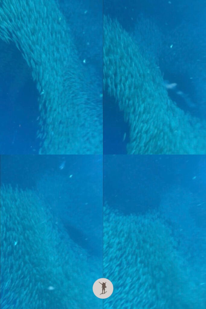 The most spectacular formation of sardine run I witnessed during our snorkeling tour in Moalboal, Cebu, Philippines
