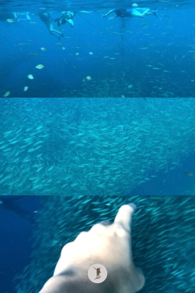 The tourists snorkeling and the spectacular view of the sardines they’re taking in during our boat tour in Moalboal, Cebu, Philippines