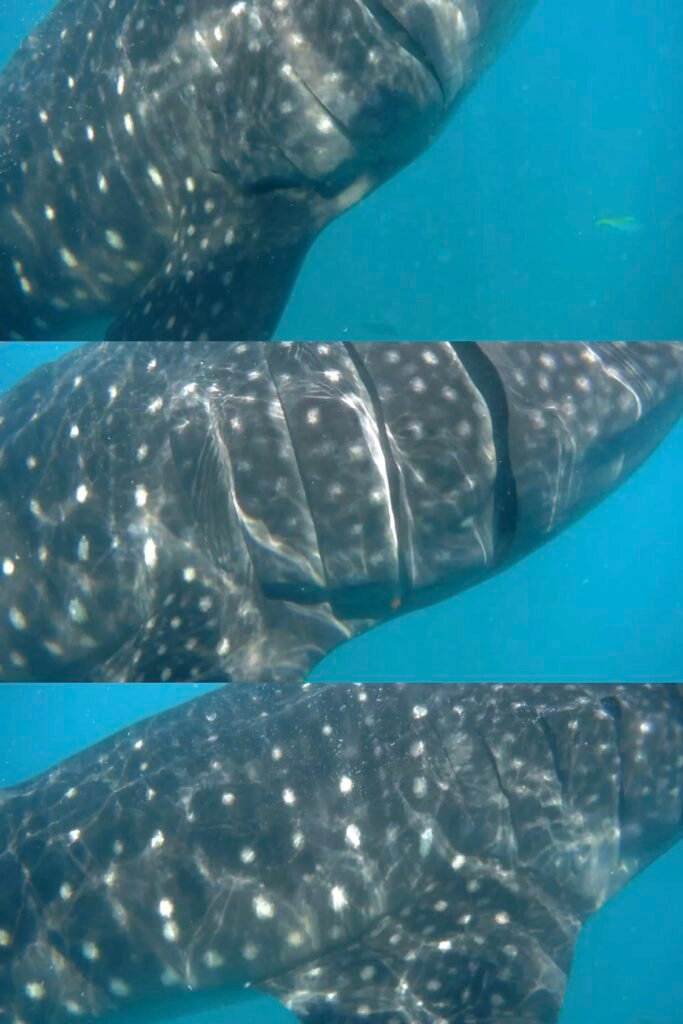 Our Whale Shark Watching Experience in Oslob, Cebu, and Our Tips for First-Time Visitors 23 View of the body of a whale shark as it move past very close to us during tour snorkeling tour in Oslob, Cebu, Philippines