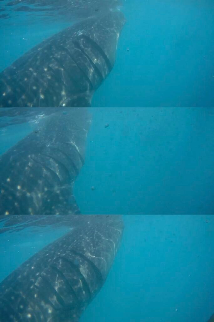 Our Whale Shark Watching Experience in Oslob, Cebu, and Our Tips for First-Time Visitors 25 Views of a whale shark eating the shrimp from the feeder boat during our snorkeling tour in Oslob, Cebu, Philippines