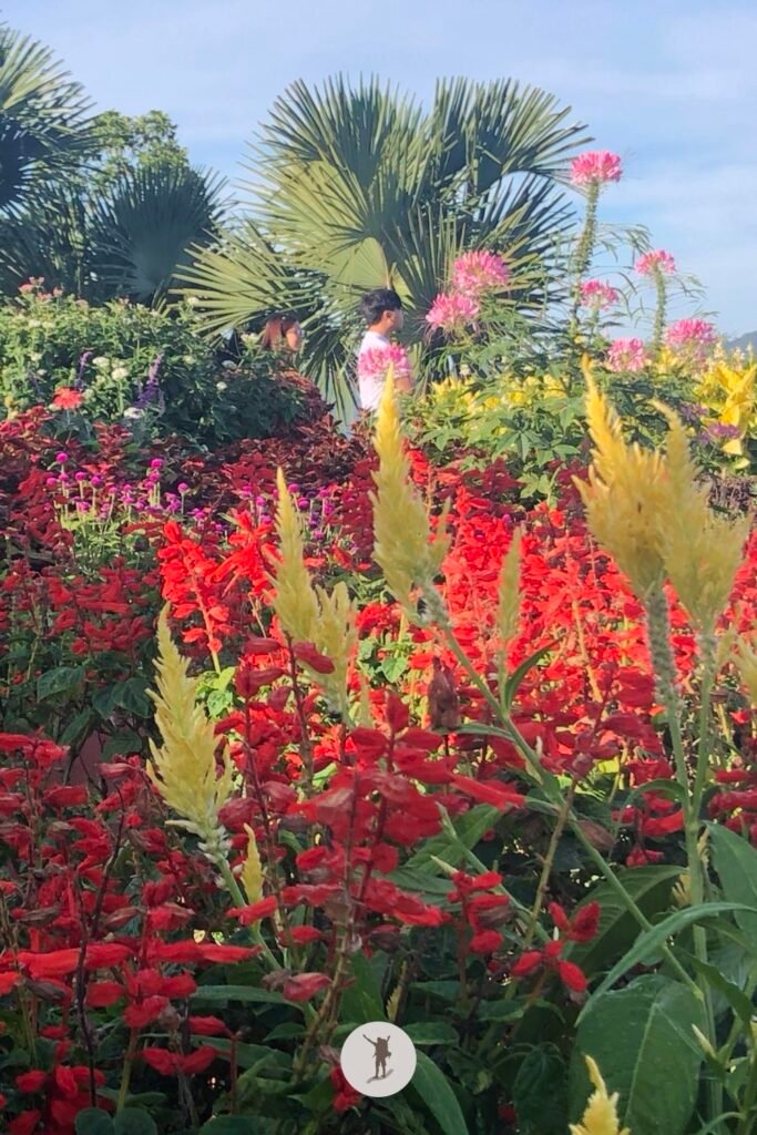 Our Visit to Cebu City Highlands: Takeaways to Make Your Trip More Unforgettable 11 All the beautiful flowers in Sirao, Cebu City Highlands, Cebu, Philippines