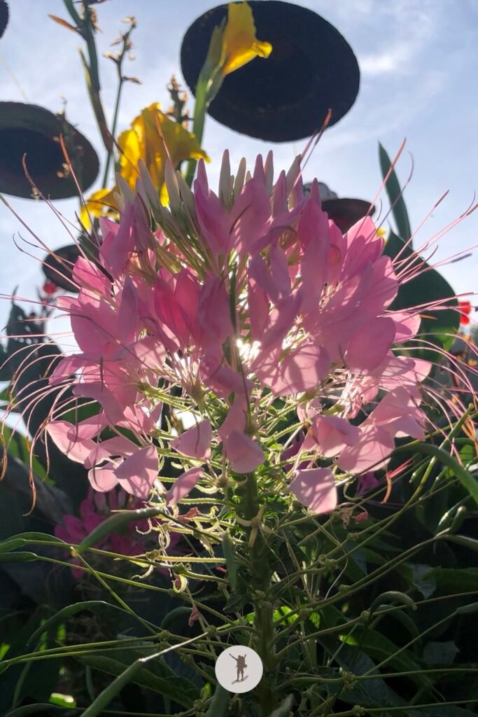 Our Visit to Cebu City Highlands: Takeaways to Make Your Trip More Unforgettable 14 Another view of the spider flower in Sirao, Cebu City Highlands, Cebu, Philippines