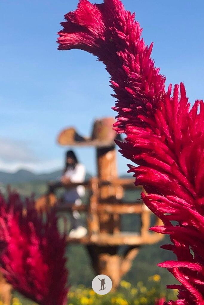Our Visit to Cebu City Highlands: Takeaways to Make Your Trip More Unforgettable 22 Blur shot of my friend and the flowers in Sirao, Cebu City Highlands, Cebu, Philippines