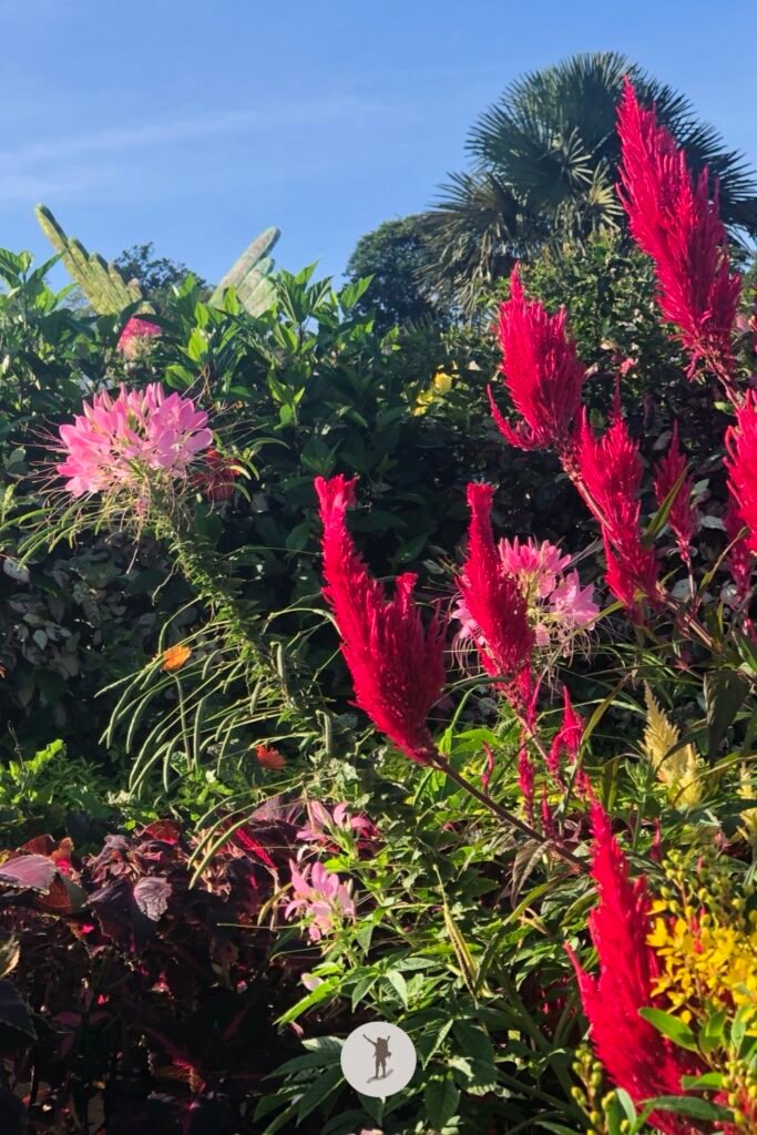 Our Visit to Cebu City Highlands: Takeaways to Make Your Trip More Unforgettable 15 Celosia Plumosa flowers in Sirao, Cebu City Highlands, Cebu, Philippines