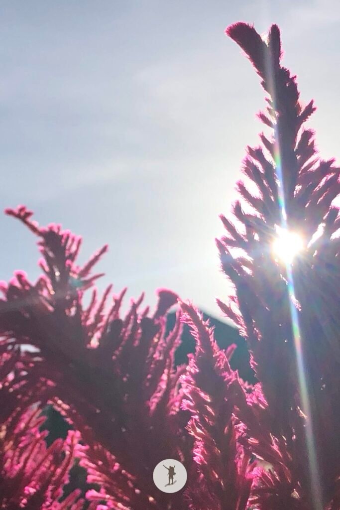 Our Visit to Cebu City Highlands: Takeaways to Make Your Trip More Unforgettable 9 Morning sun behind the velvet flower in Sirao, Cebu City Highlands, Cebu, Philippines