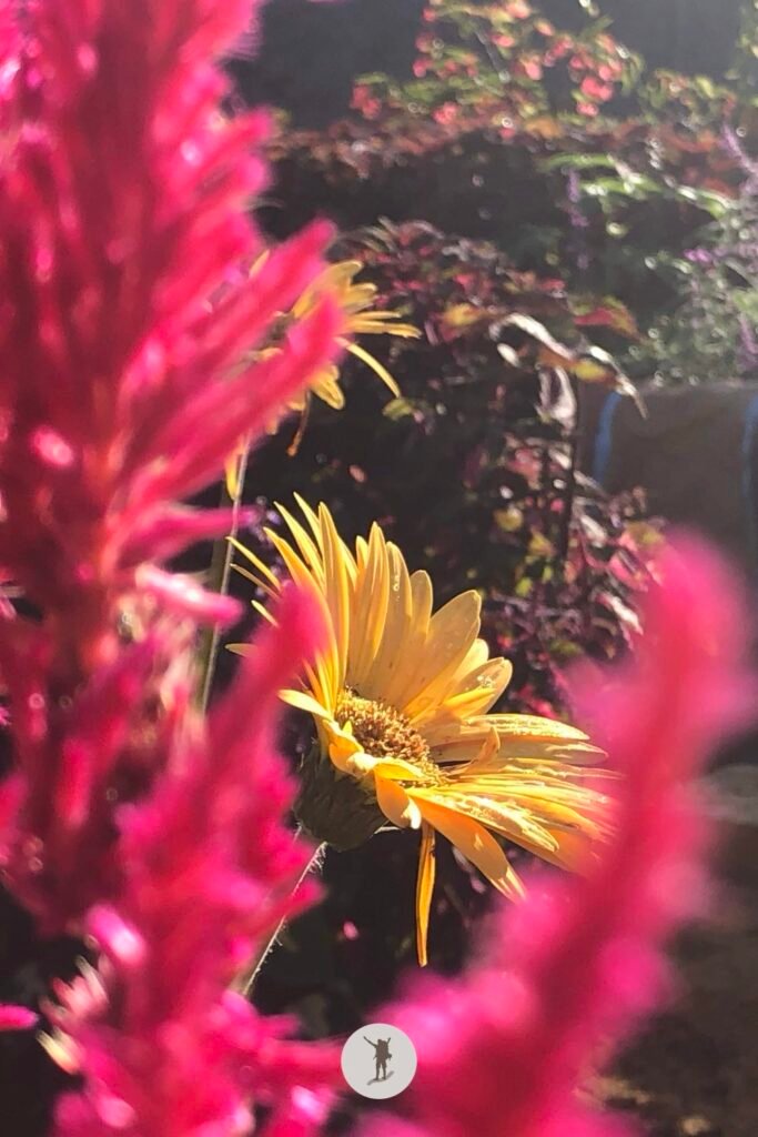 Our Visit to Cebu City Highlands: Takeaways to Make Your Trip More Unforgettable 17 Sun flowers and Celosia flowers in Sirao, Cebu City Highlands, Cebu, Philippines