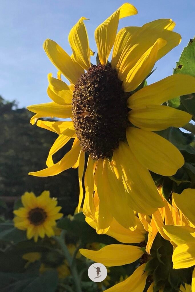 Our Visit to Cebu City Highlands: Takeaways to Make Your Trip More Unforgettable 16 Sun flowers in Sirao, Cebu City Highlands, Cebu, Philippines