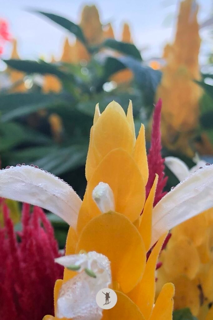 Our Visit to Cebu City Highlands: Takeaways to Make Your Trip More Unforgettable 12 The golden shrimp plant in Sirao, Cebu City Highlands, Cebu, Philippines