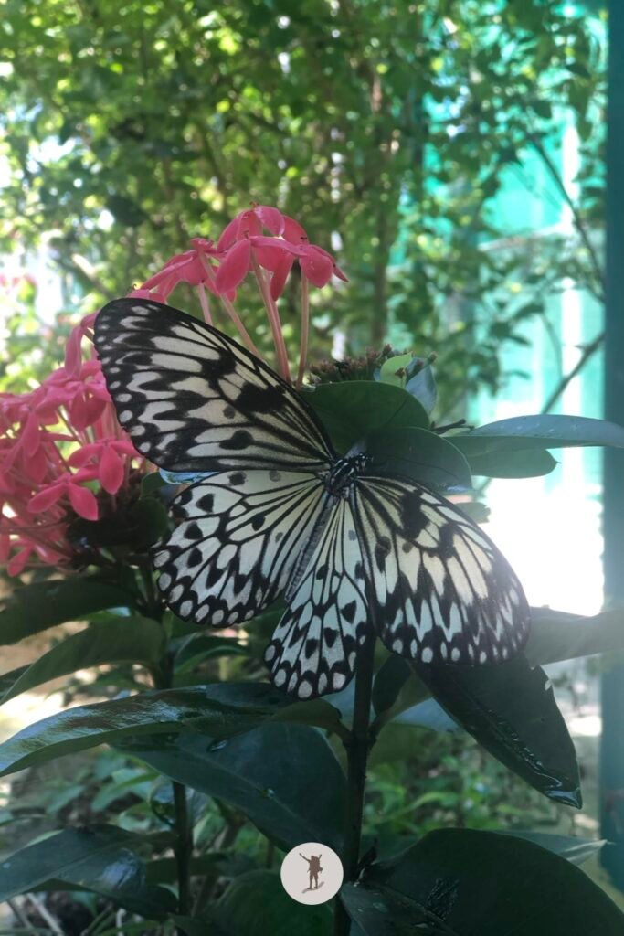 A butterfly in XZOOTIC Animal Farm, Bohol, Philippines