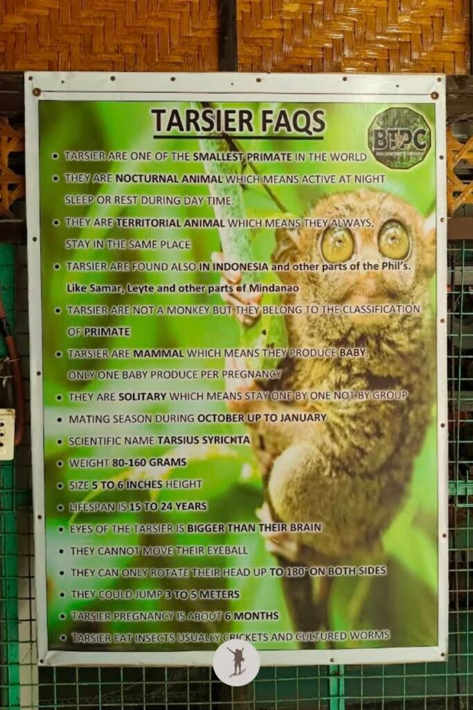 A tarsier FAQs poster in the Tarsier Conservation Area, Bohol, Philippines