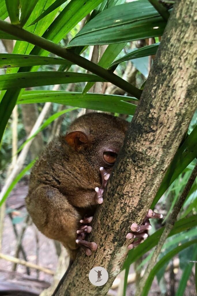 A tarsier hiding its face behind a tree branch, Bohol, Philippines