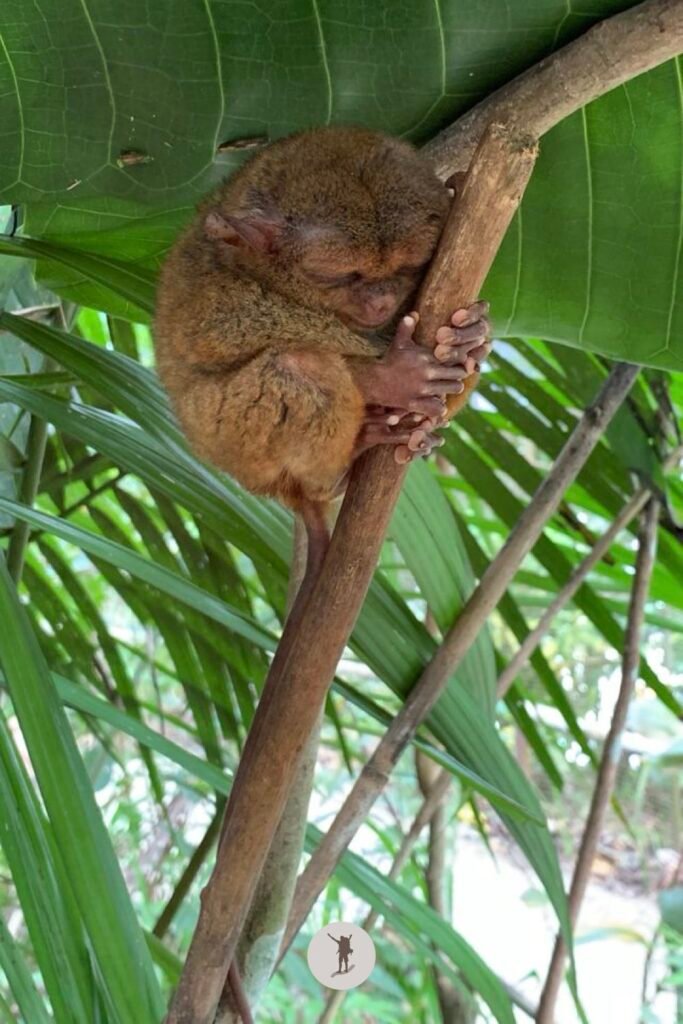 Travel Planning Resources — Bohol 10 A tarsier sleeping while perched on a tree branch, Bohol, Philippines