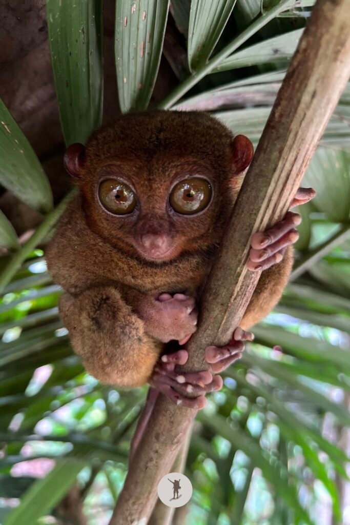 A tarsier wide awake, Bohol, Philippines