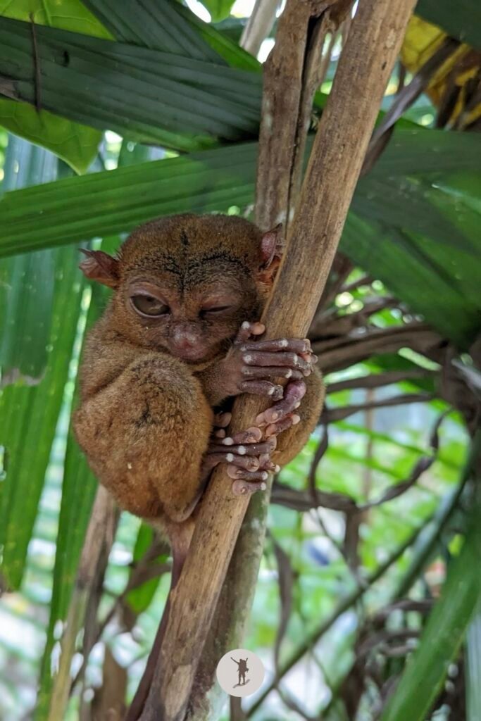 Our Unforgettable 5-Day Central Visayas Trip That You Can Easily Follow For Your Trip 5 A tarsier with one eye open and one eye closed, Bohol, Philippines