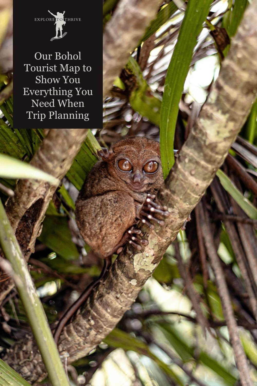 Featured Image — Our Bohol Tourist Map to Show You Everything You Need When Planning a Perfect Visit