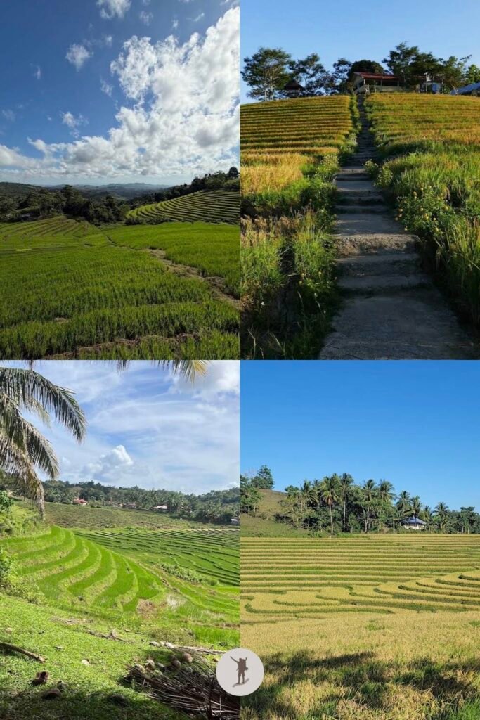 Snapshots of the different scenery in Cadapdapan Rice Terraces in Bohol, Philippines