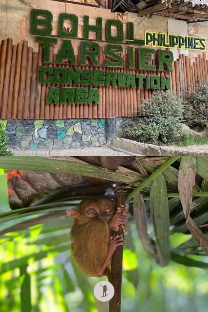 Our Unforgettable 5-Day Central Visayas Trip That You Can Easily Follow For Your Trip 22 Tarsier Conservation Area, 6th stop for our day trip itinerary in Bohol, Philippines
