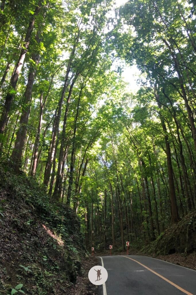 The view of Bilar Man-Made Forest while driving, Bohol, Philippines