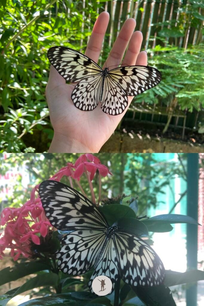 Our Unforgettable 5-Day Central Visayas Trip That You Can Easily Follow For Your Trip 18 XZOOTIC Animal Park, 3rd stop for our day trip itinerary in Bohol, Philippines